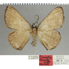 /filer/webapps/moths/media/images/I/insipida_Pycnostega_HT_ZSMa.jpg