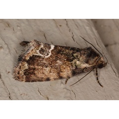 /filer/webapps/moths/media/images/V/varicolora_Deltote_A_Heyns_07.jpg