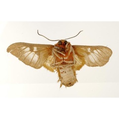 /filer/webapps/moths/media/images/C/curriei_Balacra_ST_USNM_04.jpg