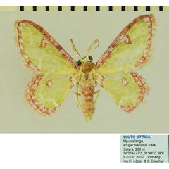 /filer/webapps/moths/media/images/B/biornata_Allochrostes_AM_ZSM.jpg