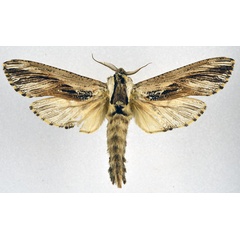 /filer/webapps/moths/media/images/O/ochricosta_Strigocossus_AM_NHMO.jpg