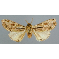 /filer/webapps/moths/media/images/B/basistriga_Atrasana_HT_RMCA.jpg