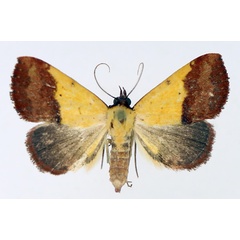 /filer/webapps/moths/media/images/D/duplicalis_Phytometra_AF_TMSA_04.jpg