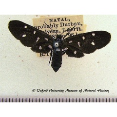 /filer/webapps/moths/media/images/L/longipes_Amata_A_OUMNH.jpg