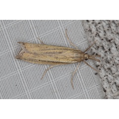 /filer/webapps/moths/media/images/T/tenuistriga_Crambus_AF_Heynsb.jpg