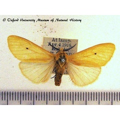 /filer/webapps/moths/media/images/L/lucida_Afrospilarctia_A_OUMNH_01.jpg