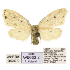 /filer/webapps/moths/media/images/S/spinulosia_Siccia_PTF_ANHRT.jpg