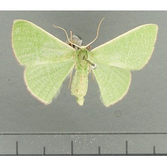 /filer/webapps/moths/media/images/C/cohaerens_Neromia_AF_TMSA.jpg