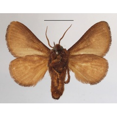 /filer/webapps/moths/media/images/P/pyrosomoides_Teinorhyncha_A_MGCLb_01.JPG