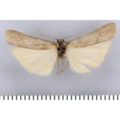 /filer/webapps/moths/media/images/A/angulatum_Entephrilema_HT_Kuhne.jpg