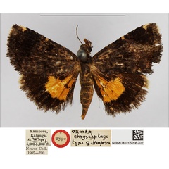 /filer/webapps/moths/media/images/C/chryseiplaga_Ozarba_HT_NHMUK.jpg