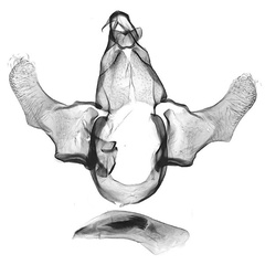 /filer/webapps/moths/media/images/T/thikaensis_Corymbus_GMHT_NHMUK.jpg