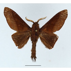 /filer/webapps/moths/media/images/M/madagascariensis_Borocera_AM_Basquin_02.jpg