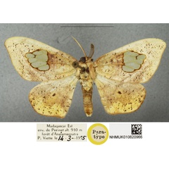 /filer/webapps/moths/media/images/B/boboa_Crocinis_PTM_BMNH.jpg
