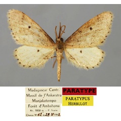 /filer/webapps/moths/media/images/B/brevissimipes_Idaea_PT_ZSM_01.jpg