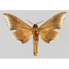 /filer/webapps/moths/media/images/P/pygarga_Neopolyptychus_AM_Basquin_02.jpg