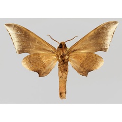 /filer/webapps/moths/media/images/P/pygarga_Neopolyptychus_AM_Basquin_02.jpg