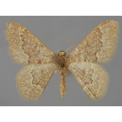 /filer/webapps/moths/media/images/P/pulvereisparsa_Neromia_A_ZSM_01.jpg