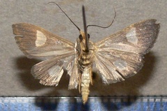 Ulopeza flavicepsalis
