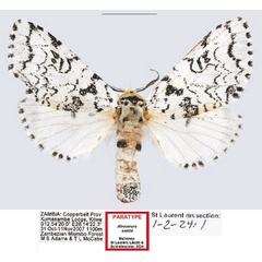 /filer/webapps/moths/media/images/S/smithi_Afrocerura_PTF_NYSM.jpg