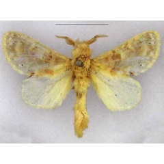 /filer/webapps/moths/media/images/M/maculata_Odontocheilopteryx_LT_MfN.jpg
