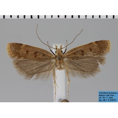 /filer/webapps/moths/media/images/D/dysnotata_Dichomeris_AM_MfN_MNHU-041.jpg