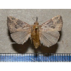 /filer/webapps/moths/media/images/J/jussalis_Hypena_A_Goffa_01.jpg