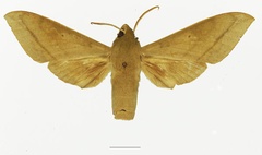 /filer/webapps/moths/media/images/T/tessmanni_Theretra_AM_Basquin_03a.jpg
