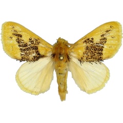 /filer/webapps/moths/media/images/C/ceramozona_Euproctis_AM_MCJM.jpg