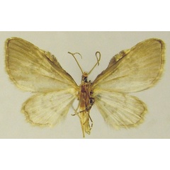 /filer/webapps/moths/media/images/E/exilipicta_Chloroclystis_AM_ZSMb.jpg