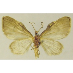 /filer/webapps/moths/media/images/E/exilipicta_Chloroclystis_AM_ZSMb.jpg