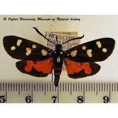 /filer/webapps/moths/media/images/N/namaqua_zelleri_Zutulba_A_OUMNH_01.JPG