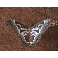 /filer/webapps/moths/media/images/P/ploetzi_Epiphora_A_Guyonnet.jpg