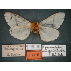 /filer/webapps/moths/media/images/N/nigripicta_Epanaphe_HT_RMCA_02.jpg