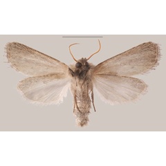 /filer/webapps/moths/media/images/C/coniota_Sesamia_AM_MNHNb.jpg