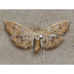 /filer/webapps/moths/media/images/G/geometralis_Nausinoe_A_Butler.jpg