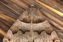 Dysgonia angularis