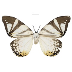 /filer/webapps/moths/media/images/V/vandeweghei_Otroeda_PTF_Bouyer.jpg