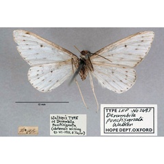 /filer/webapps/moths/media/images/P/punctisignata_Derambila_HT_OUMNH_02.jpg