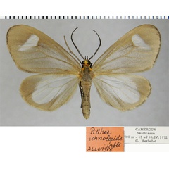 /filer/webapps/moths/media/images/I/ichnolepida_Macropitthea_AT_ZSM.jpg