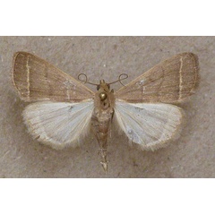 /filer/webapps/moths/media/images/E/extinctalis_Simplicia_A_Butler.jpg