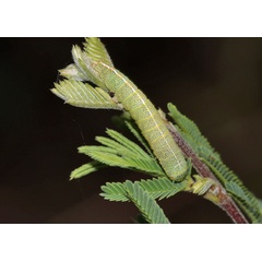/filer/webapps/moths/media/images/A/adulatrix_Eutelia_C_Roland_01.jpg