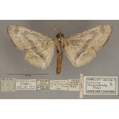 /filer/webapps/moths/media/images/T/tergimacula_Coenina_PTM_OUMNHb_01.jpg