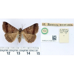 /filer/webapps/moths/media/images/M/mutuaria_Remigia_HT_BMNH.jpg