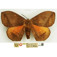/filer/webapps/moths/media/images/S/salmonea_Acrojana_STM_NHMUK.jpg