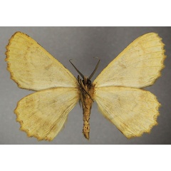 /filer/webapps/moths/media/images/A/ankoleensis_Colocleora_AM_ZSMb.jpg