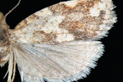 Procrica parisii