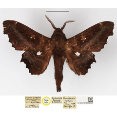 /filer/webapps/moths/media/images/J/jordani_Mimopacha_PTM_NHMUK.jpg