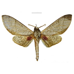 /filer/webapps/moths/media/images/H/hogani_Neoclanis_HT_EMEMa.jpg