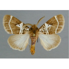 /filer/webapps/moths/media/images/M/modesta_Morasa_A_RMCA_01.jpg